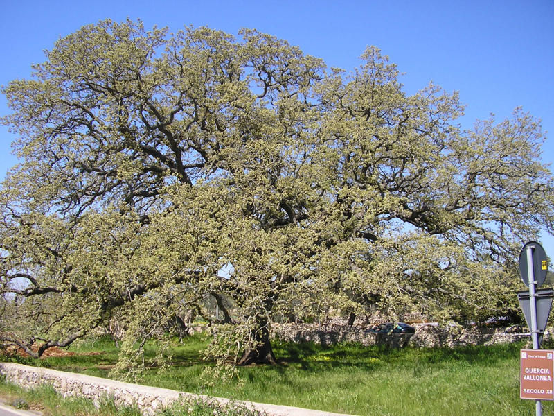 La Quercia Vallonea: tra natura, storia e leggenda 