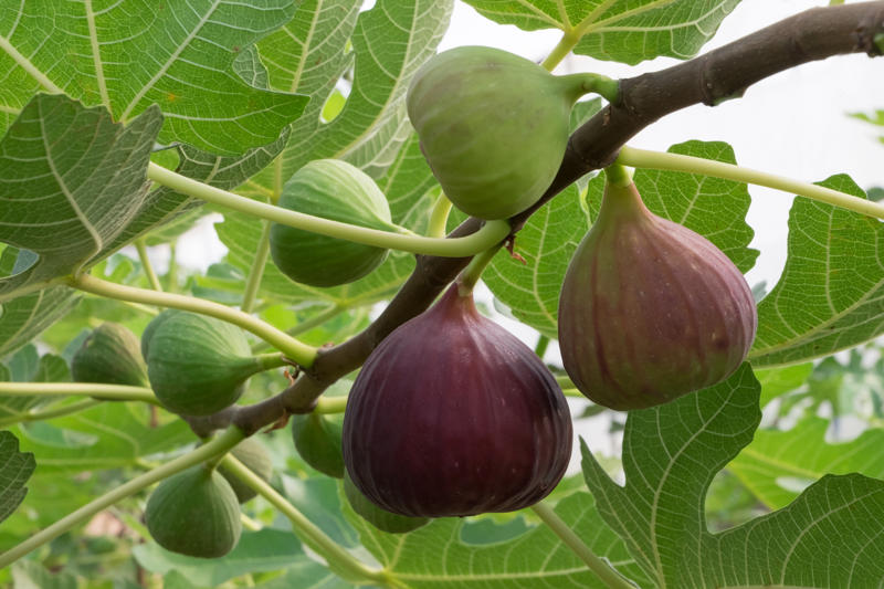 Il Salento su linea Verde: scopri di più sulla puntata 