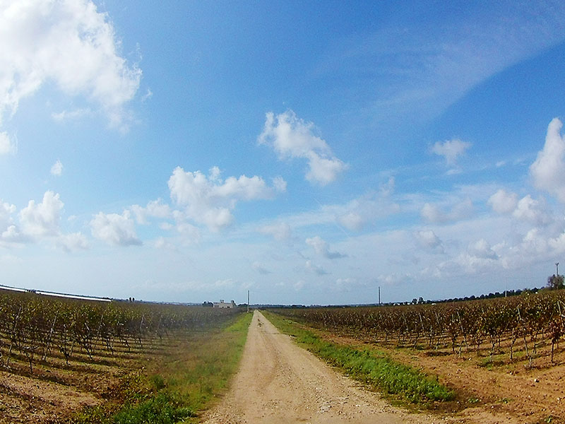 strade del vino salento