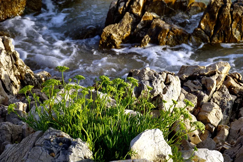 Paccasassi o Finocchio di Mare: il Tesoro Aromatico delle Scogliere