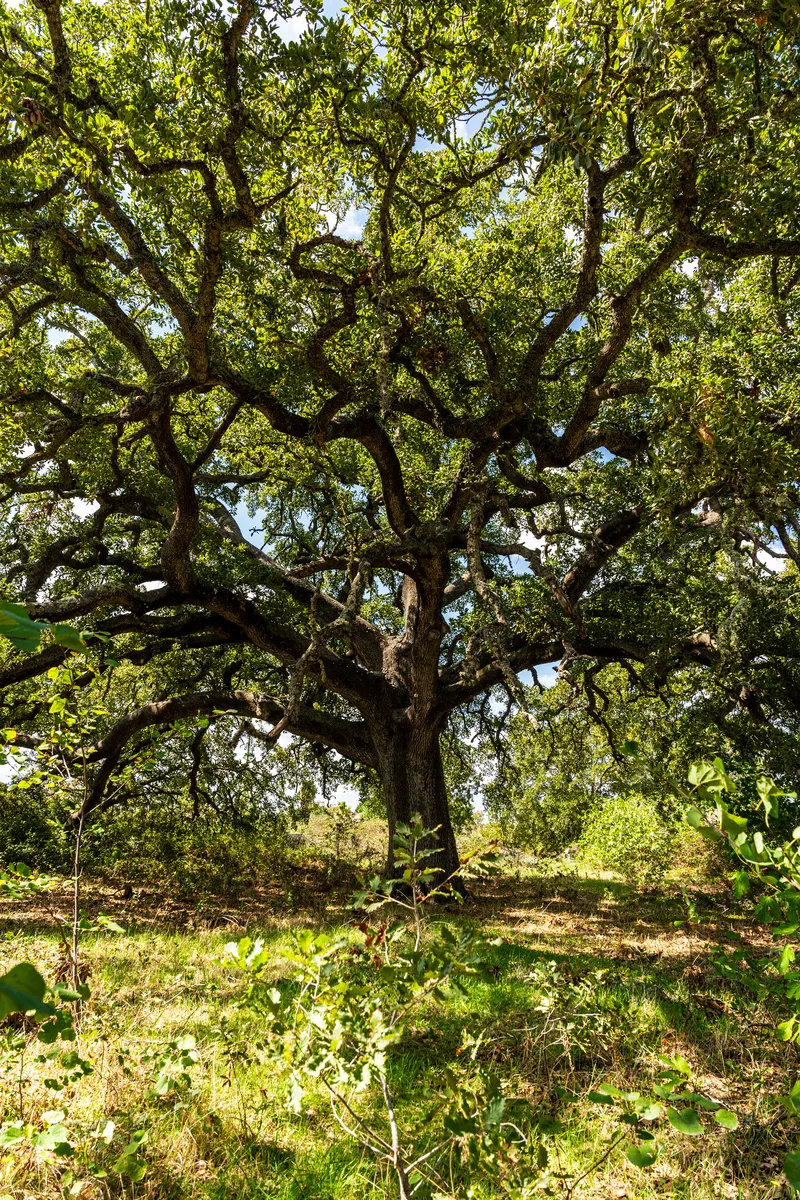 Quercia Vallonea