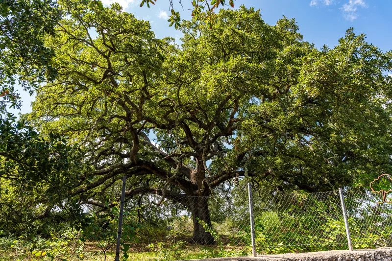La Quercia Vallonea: tra natura, storia e leggenda