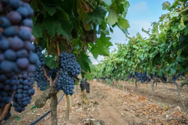 Leverano tra vigneti e centro storico