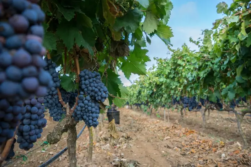 Leverano tra vigneti e centro storico